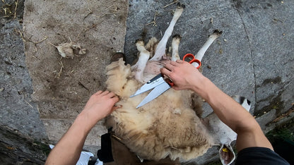 Double Bow Sheep Shears - Various Sizes Available