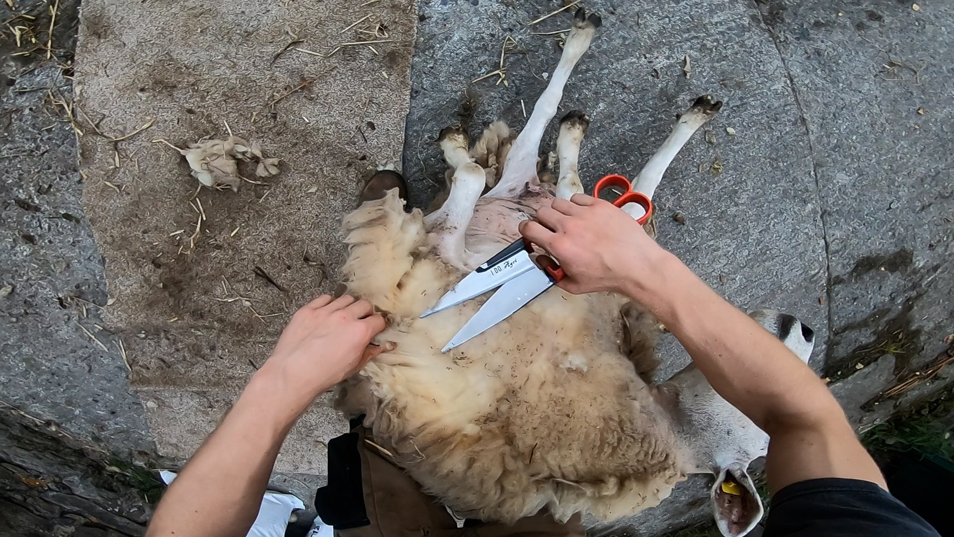 Double Bow Sheep Shears - CountryMax